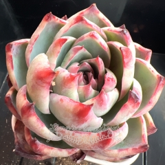 Echeveria Casio Variegata | Real & Unique