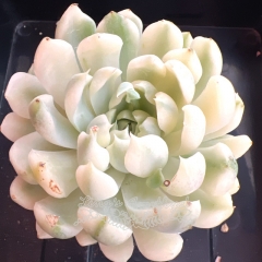 Echeveria elegans 'Vanilla' Variegated | Real & Unique