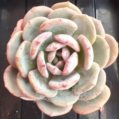 Echeveria 'Dark Tea' | Real & Unique