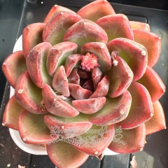 Echeveria 'Amethyst'/'Purple pomegranate' | Real & Unique