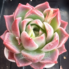 Echeveria 'Sweet Cherry' | Real & Unique