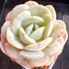 Echeveria 'White Peach Oolong' | Real & Unique