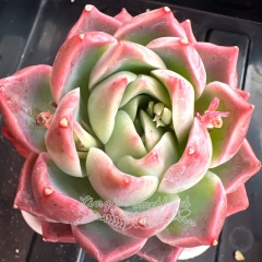 Echeveria 'Sweet Cherry' | Real & Unique