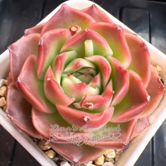 Echeveria 'Crimson Rose' | Real & Unique