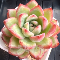 Echeveria 'Color Stone' | Real & Unique