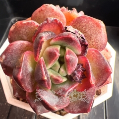 Echeveria 'Garnet' | Real & Unique