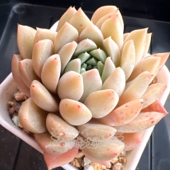 Echeveria 'Orange Fragrance' | Real & Unique