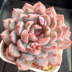 Echeveria 'Black Mamba' | Real & Unique