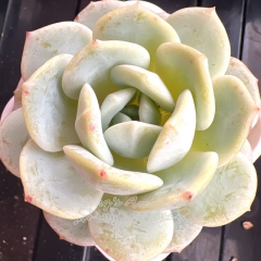 Echeveria 'White Peach Oolong' | Real & Unique