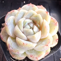 Echeveria 'Macchiatto' | Real & Unique