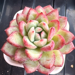 Echeveria 'Color Stone' | Real & Unique