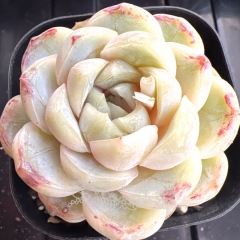 Echeveria 'Macchiatto' | Real & Unique