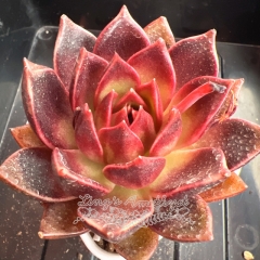 Echeveria 'Golden Fox' | Real & Unique