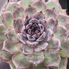 Echeveria 'Blue enchantress' | Real & Unique