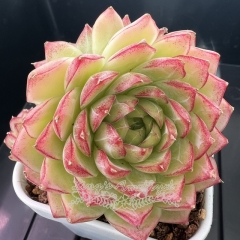 Echeveria 'Nightingale' | Real & Unique