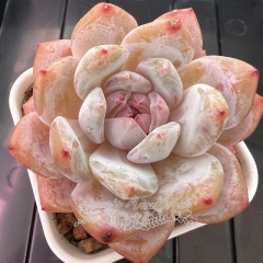 Echeveria 'Pink Snow Angel' | Real & Unique