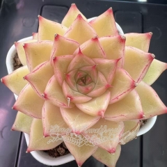Echeveria 'Cream Queen' | Real & Unique