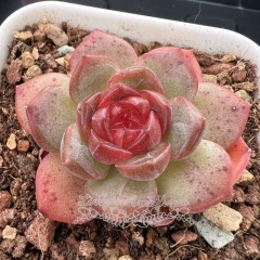 Echeveria 'Melody Hearts' | Real & Unique