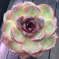 Echeveria 'Black Orange' | Real & Unique