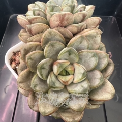 Graptoveria amethorum (red grape) | Real & Unique