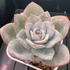 Echeveria 'Brink's Blue' | Real & Unique