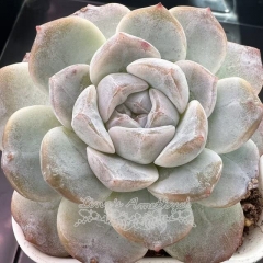 Echeveria 'Snowman' | Real & Unique