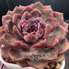 Echeveria 'Blueberry' | Real & Unique