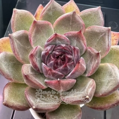 Echeveria 'Purple Joy' | Real & Unique