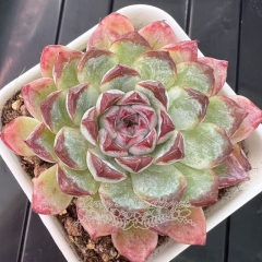 Echeveria 'Sunflower Hearts' | Real & Unique