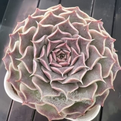 Echeveria 'Labyrinth Butterfly' | Real & Unique