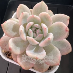 Echeveria Monroe variegated | Real & Unique