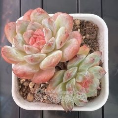 Echeveria 'Ice Soul' - 'Candy Crystal' | Real & Unique