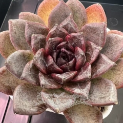 Echeveria 'Black Plum' | Real & Unique