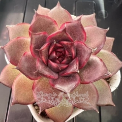 Echeveria 'Red Crown' | Real & Unique