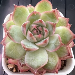 Echeveria 'Star Lights' | Real & Unique