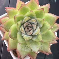 Echeveria 'Desert Oasis' | Real & Unique