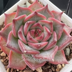 Echeveria 'Buccaneer' | Real & Unique