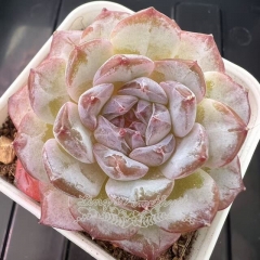 Echeveria 'Ice Soul' - 'Purple Snow' | Real & Unique