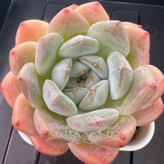 Echeveria 'Exquisite Ice' | Real & Unique