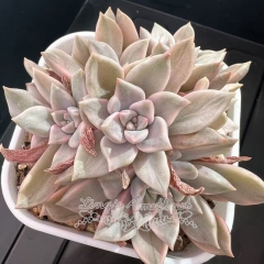 Echeveria 'Blood Moon' variegated | Real & Unique