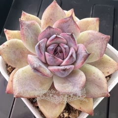 Echeveria 'Sweet Alyssum' | Real & Unique