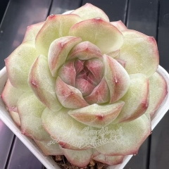 Echeveria 'Honey Trap' | Real & Unique