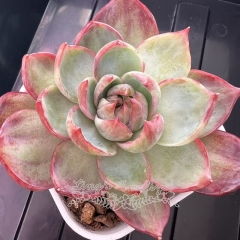 Echeveria Casio Variegata | Real & Unique
