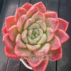 Echeveria 'Cherry Jelly' | Real & Unique