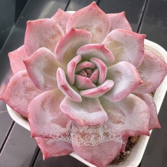 Echeveria 'Pink Fairy' | Real & Unique