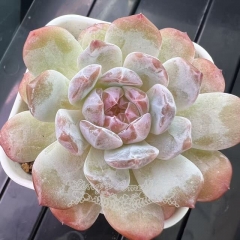 Echeveria 'Ice Soul' - 'Snow Beauty' | Real & Unique