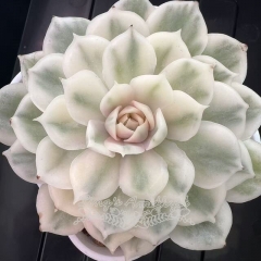Echeveria Onslow variegated | Real & Unique
