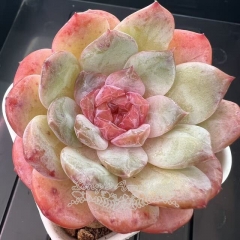 Echeveria 'Ice Soul' - 'Candy Crystal' | Real & Unique