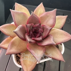 Echeveria 'Dark Chocolate' | Real & Unique