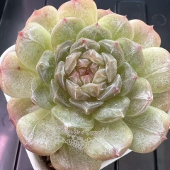 Echeveria 'White Lover' | Real & Unique